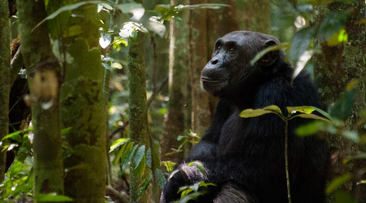 Frequently asked Questions on chimpanzee trekking experiences