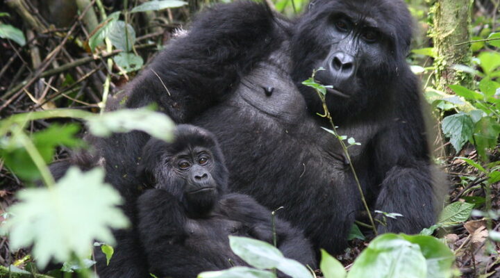 Frequently asked questions about gorilla habituation experience in Uganda