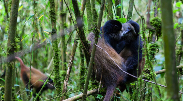Golden Monkey Trekking In Volcanoes National Park