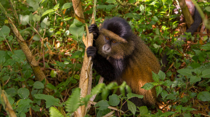 Golden monkey trekking in Uganda and Rwanda