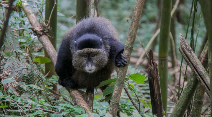 Golden monkey trekking permits in Mgahinga gorilla national park