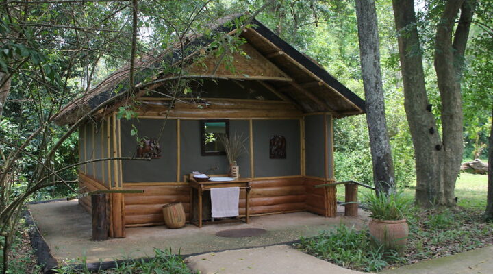 Gorilla CloseUp Lodge