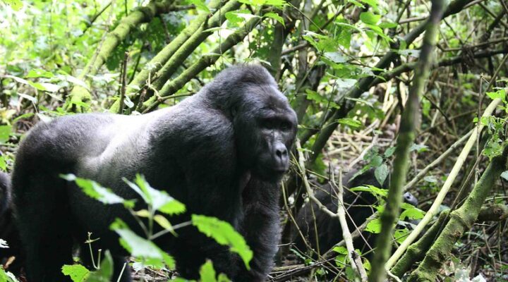 Gorilla Permits Uganda, Rwanda Booking, 2025 Cost & Tips