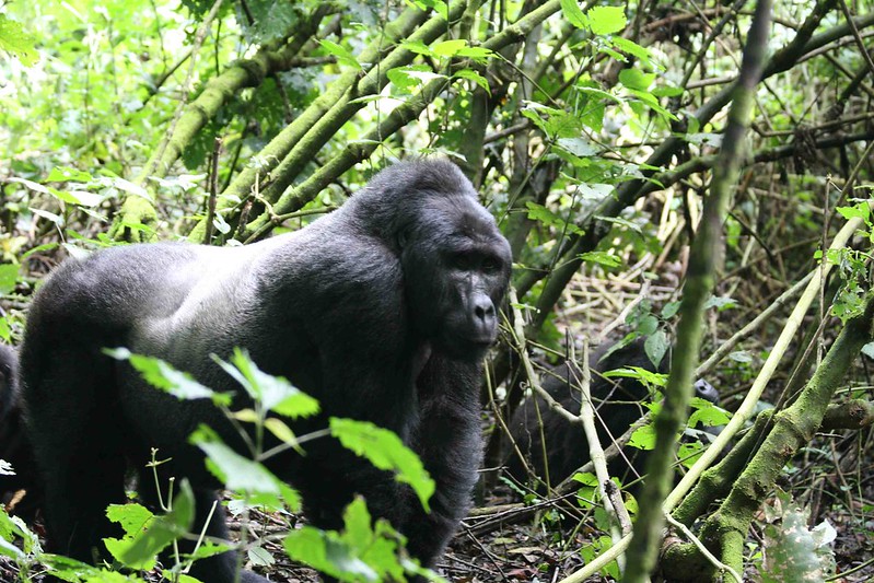 Gorilla Permits Uganda, Rwanda Booking, 2025 Cost & Tips