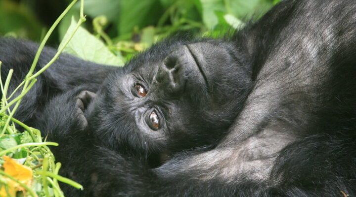 Gorilla Trekking in Ruhija Sector