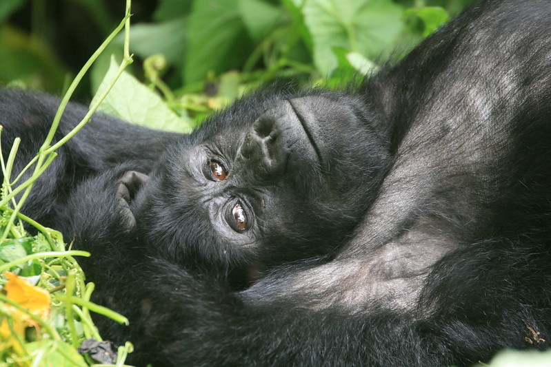 Gorilla Trekking in Ruhija Sector