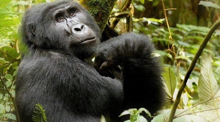 Gorilla families in Buhoma sector