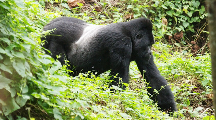 Gorilla families in Ruhija sector