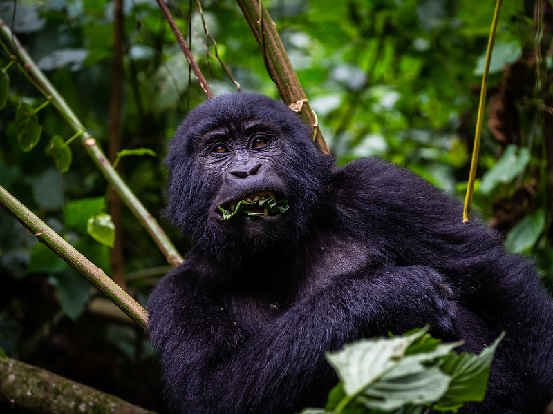 Gorilla families in Rushaga sector