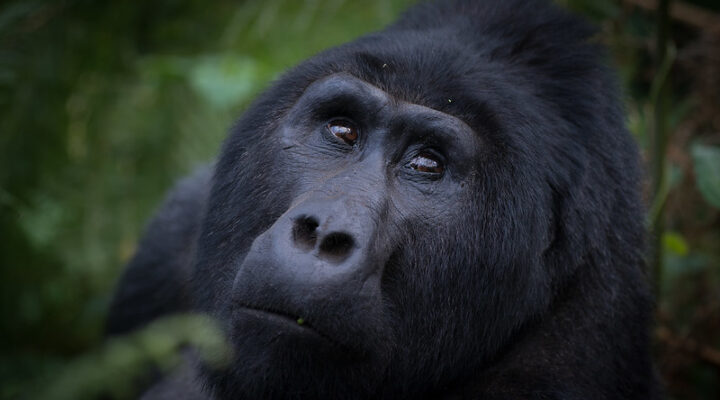 Gorilla trekking for Solo travelers