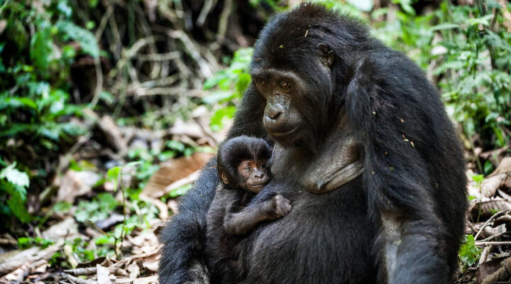 Gorilla trekking for pregnant women in Bwindi impenetrable national park