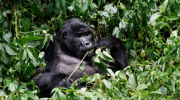Gorilla trekking safari in Rushaga sector