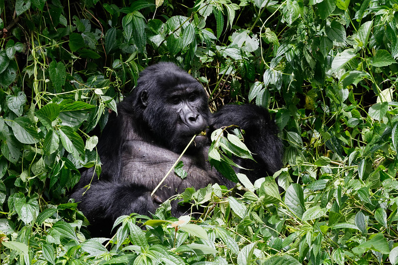 Gorilla trekking safari in Rushaga sector