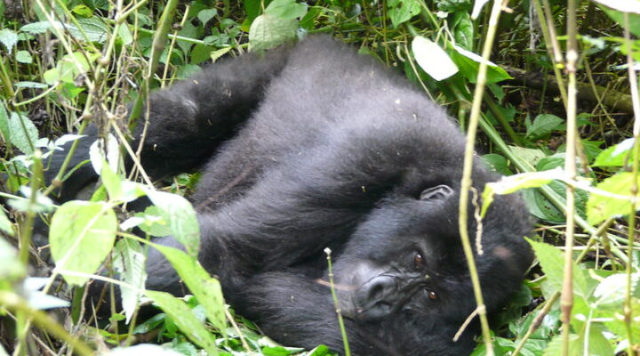 Guide to gorilla trekking in Rwanda 20252026