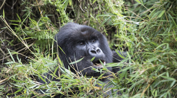 Have the rules for mountain gorilla trekking in Uganda changed