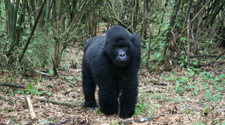Honeymoon safari in Volcanoes national park Rwanda