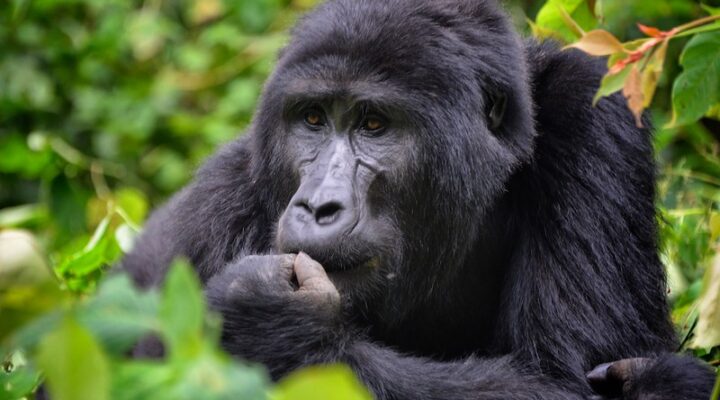 How smart are gorillas