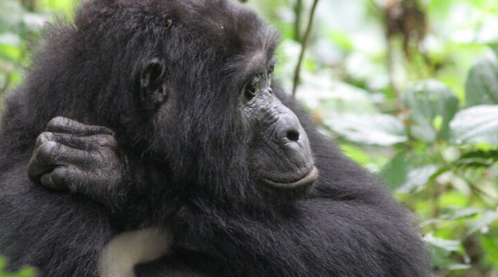 How to book Uganda gorilla trekking permits in 2025