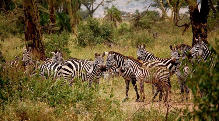 How to choose a safari destination for January