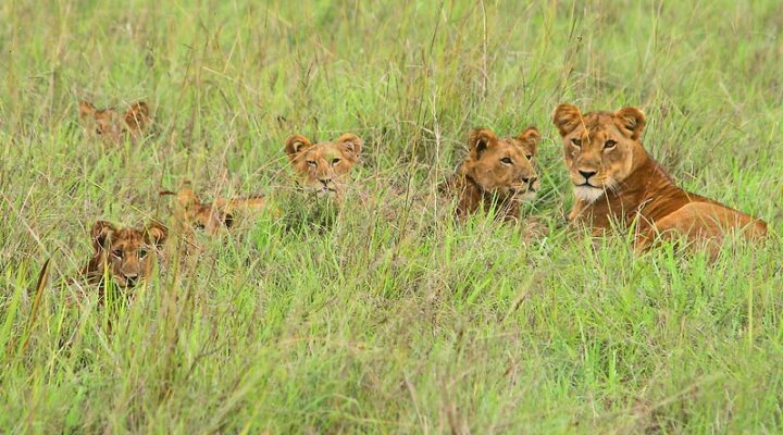 Ishasha sector in Queen Elizabeth national park