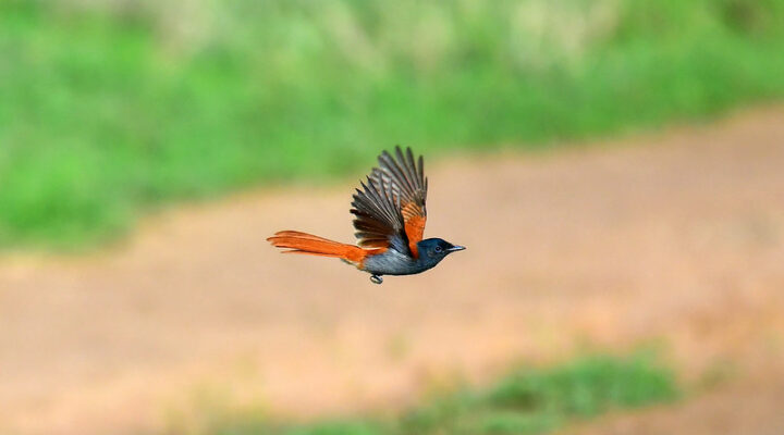 Kabwoya Wildlife Reserve