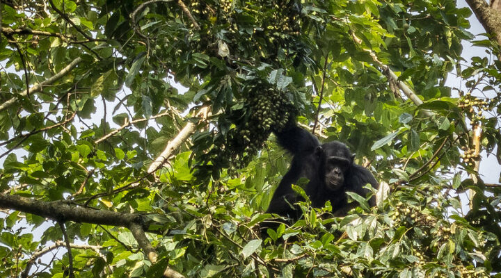 Kalinzu forest chimpanzee trekking