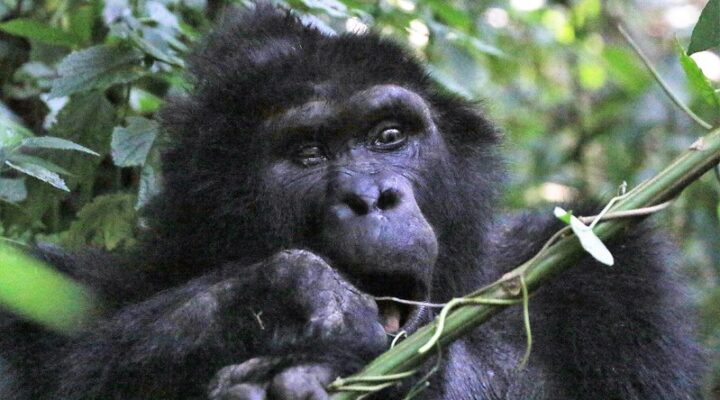 Katwe Gorilla Group in Bwindi Impenetrable Forest
