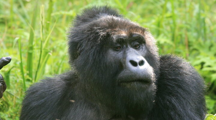 Last minute gorilla trekking in Uganda