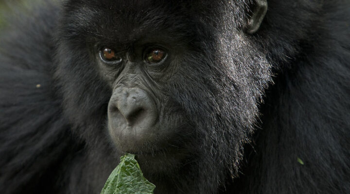 Luxury gorilla tours in Rwanda