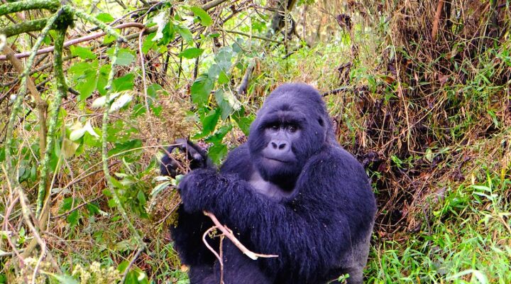 Mount Mgahinga Gorilla National Park Uganda