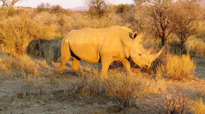 Namibia Safari