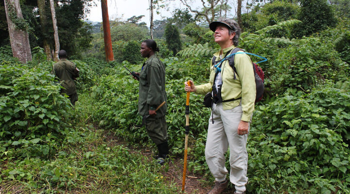 Nature walk hiking in Bwindi impenetrable national park