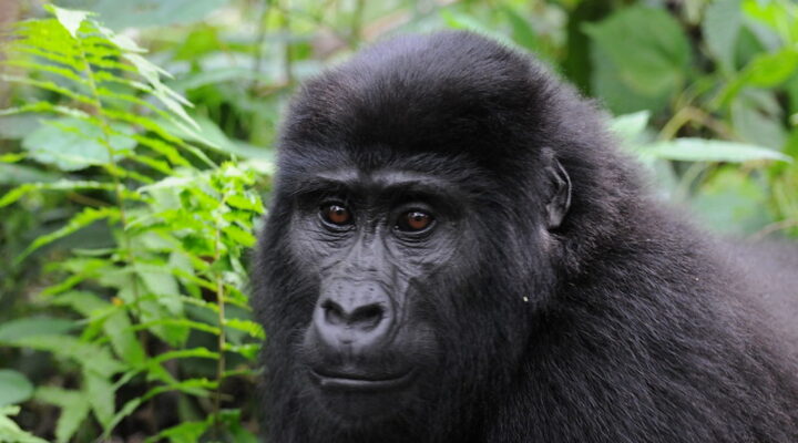 Non negotiables for mountain gorilla trekking