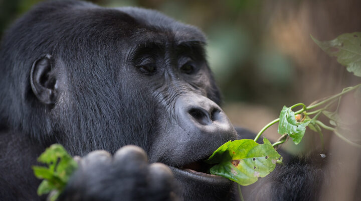 Nshongi Gorilla Group In Rushaga