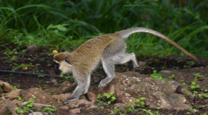Pian Upe wildlife reserve