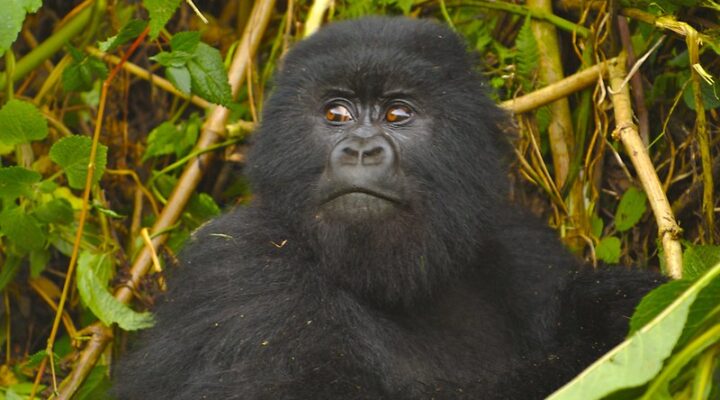 Reasons to trek gorillas in Rwanda