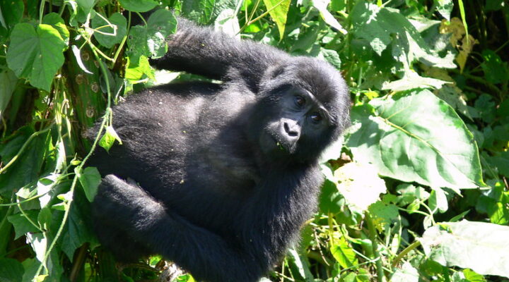 Reasons to trek mountain gorillas in Uganda
