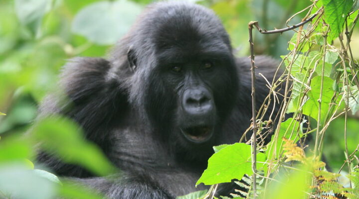 Rwanda gorilla trekking permits 2025