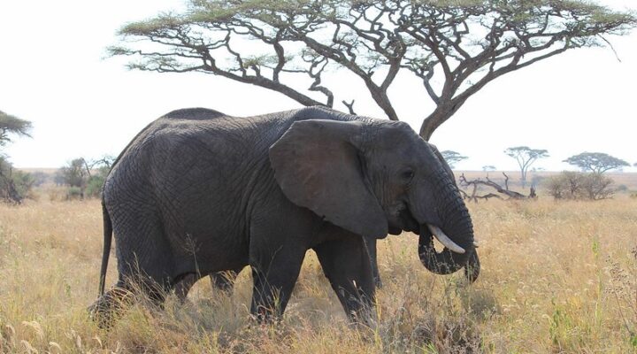 Serengeti Safari Tanzania, Things To Do, Cost & Attractions