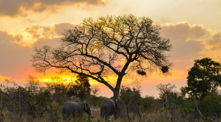 South Africa Safari Holidays, Best Safari Vacations in Africa 2025