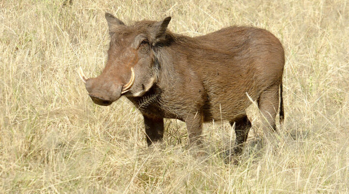 Tanzania Safari Cost