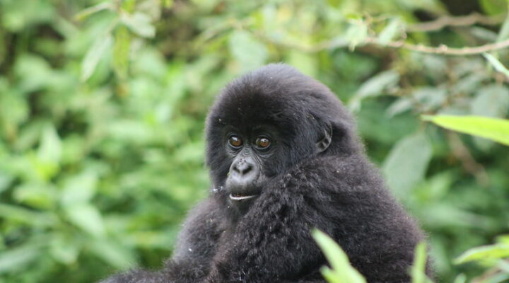 The Importance of following mountain gorilla trekking rules