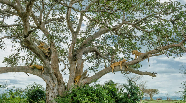 The tree climbing lions in Ishasha sector