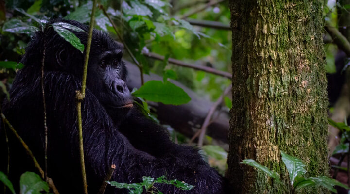 Things to consider when booking a solo gorilla trekking safari in Uganda