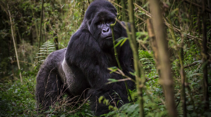 Things to do in Mgahinga gorilla national park