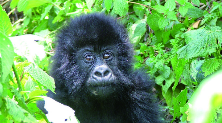 Tips for gorilla trekking
