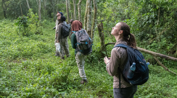 Top 5 things to do on honeymoon in Bwindi impenetrable national park