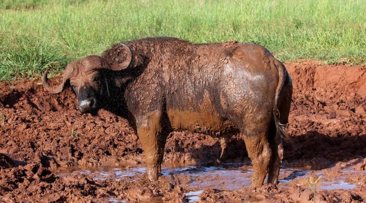 Top activities in Kidepo valley national park