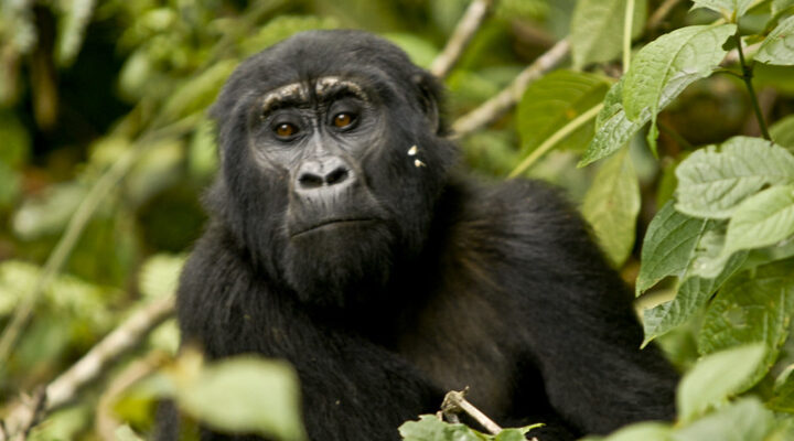 Top things to do in Bwindi impenetrable national park 2025