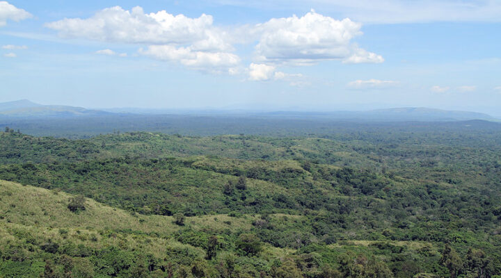 Top things to do in Kibale forest national park